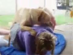 Willing not ever seen in advance of 19 year old mounted and fucked by a K9 in this bestiality movie scene